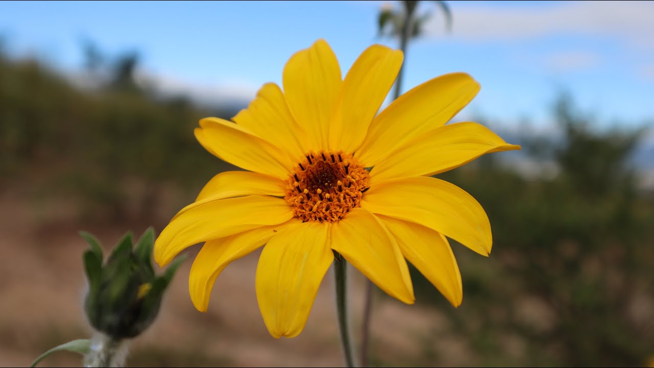 Girasol mexicano / Tithonia tubaeformis / planta silvestre /Gigantón /  Pasto cubano / Botón de oro - YouTube