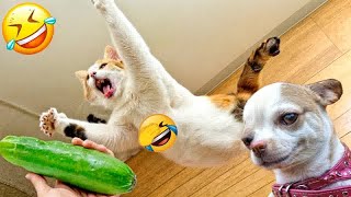 🤣 Funniest 2024😻 Cats and 🥒 Cucumbers - Awesome Funny Pet Videos 😇