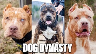 DDK9's Biggest Dogs Go HeadToHead | DOG DYNASTY