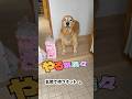 駐車場に荷物を取りに行く愛犬ホット