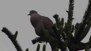 1040428克羅埃西亞普利特維斯國家公園上湖區哀斑鳩(Eurasian Collared Dove
