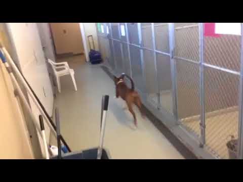 rescue dogs rock nyc Here it is, your moment of zen