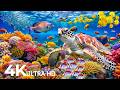 Underwater Wonders 4K - Amazing Fish, Coral Reefs &amp; Sea Animals - Relaxing Sleep Ambience