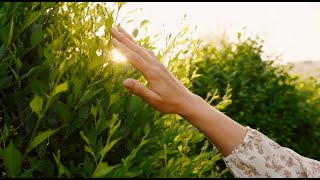Blooming Through the Storm - Franny's Botanical Divisions & Chakra Gardens