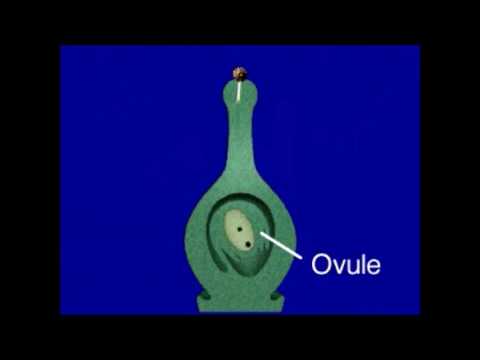 ორმაგი განაყოფიერება