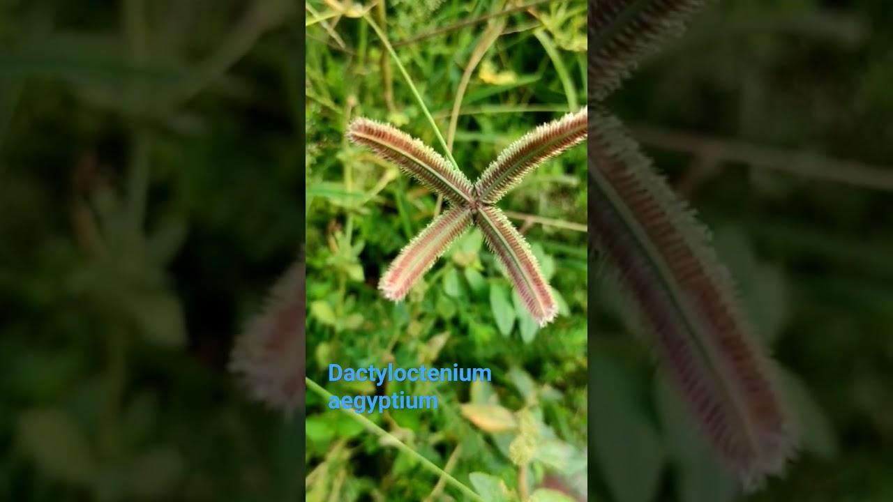 Dactyloctenium aegyptium 