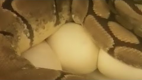 first snake eggs of 2023!!! and more giveaways🤘🐍👹 #ballpython