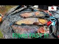 How To Fillet & Skin Trout [ 6x Cuts & NO-Guts ]