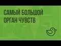 Самый большой орган чувств. Видеоурок по окружающему миру 4  класс