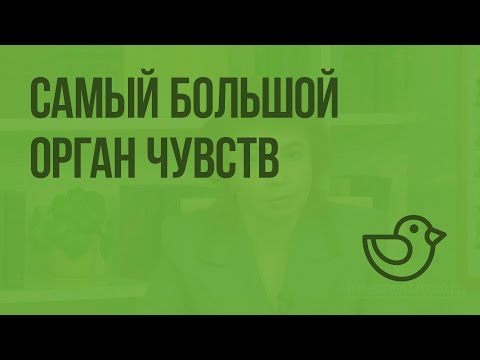 Видео: Кой орган произвежда червени кръвни клетки?