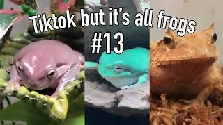 Tiktok but it’s all frogs #13