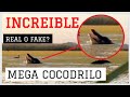 INCREIBLE, Gigante Cocodrilo es visto en florida y deja atónitos a cazadores.