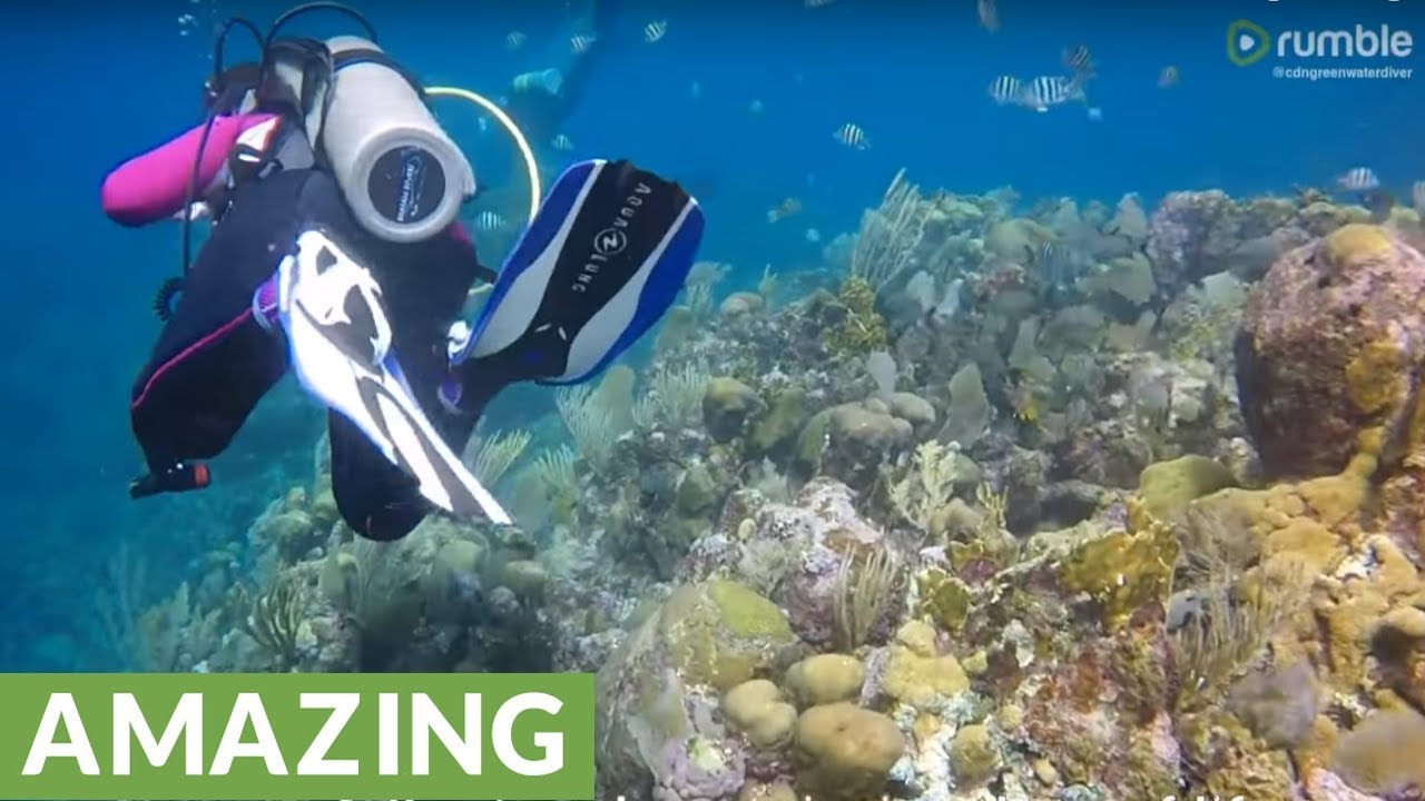 videos for cats Divers explore the magical underwater world of Roatán, Honduras