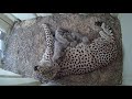 Cheetah Rosalie and Cubs Touch Noses