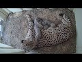 view Cheetah Rosalie and Cubs Touch Noses digital asset number 1