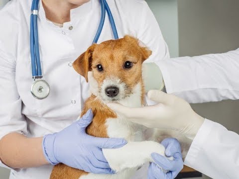 Video: Leberentzündung (chronisch) Bei Hunden