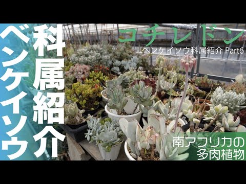 サボテン相談室 羽兼直行 多肉植物 ベンケイソウ科属紹介 Part6 南アフリカの多肉 コチレドン紹介 コチレドン Youtube