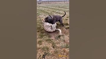 Neapolitan Mastiff vs Cheetah: The Mighty, Fire-Jawed Titan That Brought the Swift Cat to a Halt”😱🔥