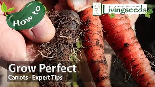 Grow Perfect Carrots: Expert Tips