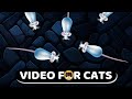 CAT GAMES White Mice Mouse Video For Cats CAT DOG TV CAT GAMES White Mice Mouse Video For Cats CAT DOG TV