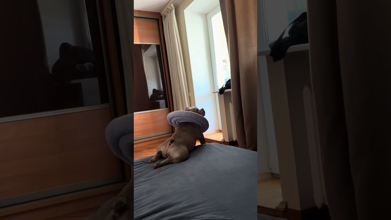 Когда нибудь видели злобных окорочков 😂😎 