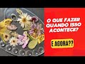 RESINANDO FLORES E FRUTAS DESIDRATADAS! PASSO A PASSO