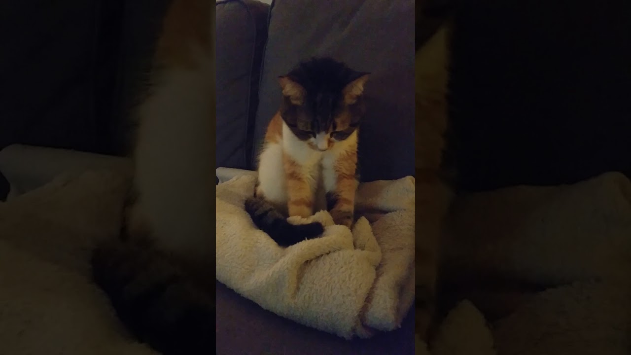 Cat weirdly kneading a blanket before sleep