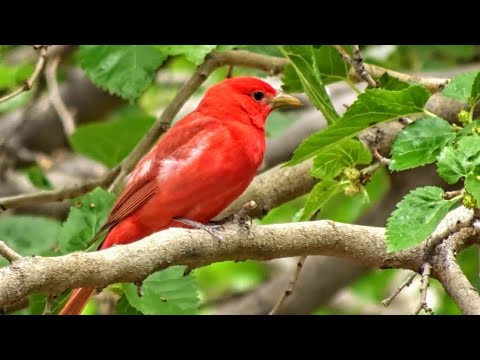Male and Female Summer Tanager Birds at Zion National Park, Utah 