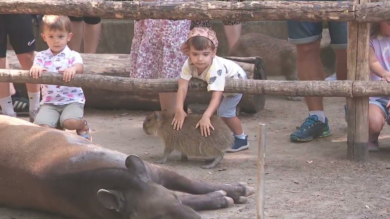 Kapibara simogató a győri állatkertben