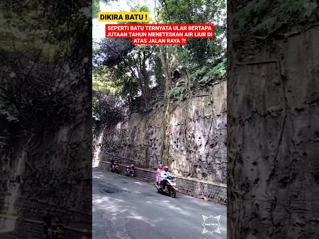 DIKIRA BATU ! INILAH ULAR BERTAPA JUTAAN TAHUN MENETESKAN AIR LIUR DI ATAS JALAN RAYA ?! #shorts class=