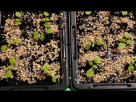 Video: Starte petunia frøplanter - tips for dyrking av petunia fra frø