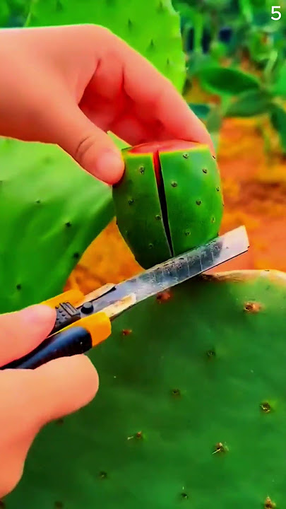teknik cerdas memanen buah pohon kaktus dengan mudah #shorts