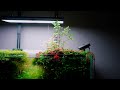 Chihiros aquascaping under the light of vivid2 and b series quick preview
