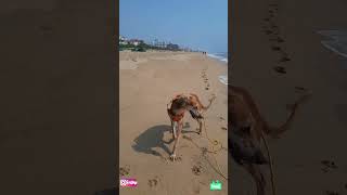 Olson's funny video#dog #hound #saluki