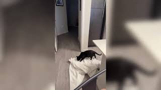 Man Vanishes In Magic Trick, Cat Shocked - 1697110