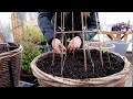 Planting Foxglove/Delphinium Seeds & Transplanting Sweet Peas! ??????// Garden Answer