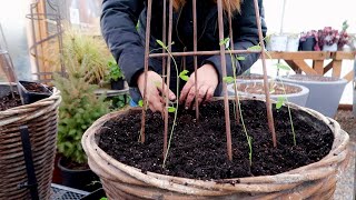 Planting Foxglove/Delphinium Seeds & Transplanting Sweet Peas! // Garden Answer