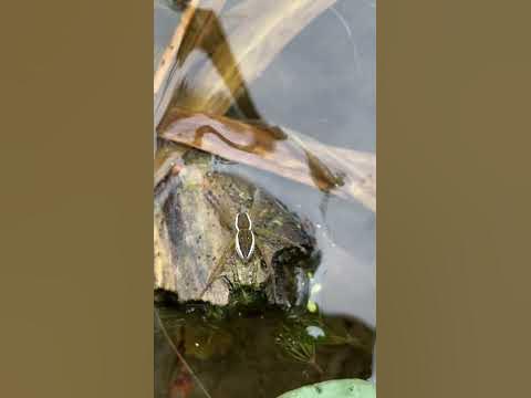 Водяной паук - YouTube