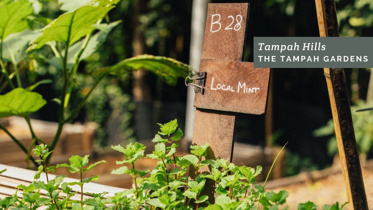 Tampah Hills | Tampah Gardens