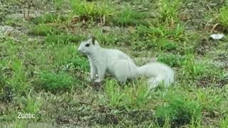 Florida White Squirrel - Eastern Gray Squirrel by Zuntic 140 views 1 year ago 1 minute, 49 seconds