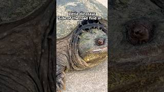 Download Lagu We got dinosaurs in Florida ! #turtle #snappingturtle #wildflorida #wildlife MP3 Download Lagu We got dinosaurs in Florida ! #turtle #snappingturtle #wildflorida #wildlife MP3