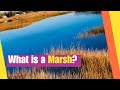 What is a Marsh | Learn about the Plants and Animals that live in a Marsh Habitat | Lesson Boosters Mp3 Song