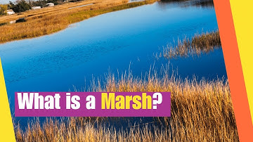 What is a Marsh | Learn about the Plants and Animals that live in a Marsh Habitat | Lesson Boosters