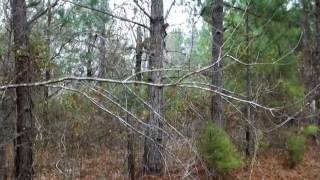 99 Horseshoe Bend Rd video tour