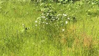 Daisy Bloom 