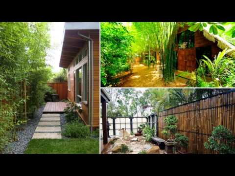 Bamboo ideas for Backyard