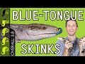 Blue-Tongued Skink, The Best Pet Lizard?