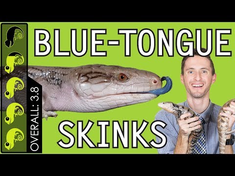 Video: Blåtungad Skink - Tiliqua Reptile Breed Allergivänlig, Hälsa Och Livslängd