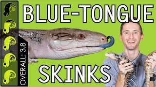 Blue-Tongued Skink, The Best Pet Lizard?