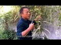 养花不如养 药花 藤三七的好处有哪些 花匠说出3大点 养花的师傅 养花不如养 药花 藤三七的好处有哪些 花匠说出3大点 养花的师傅